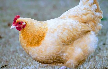 started-buff-orpington-chickens.jpg