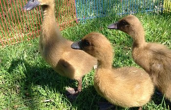 Raising Ducklings To Ducks