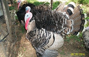 Introduction to Raising Turkeys