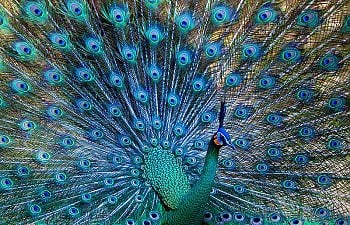 Caring for Peafowl