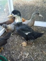 cheryl duck pic 2.jpg