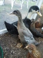 cheryl duck pic.jpg