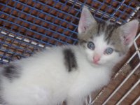 feral kittys 013.JPG