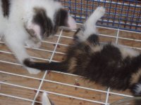 feral kittys 023.JPG