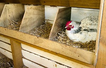best-chicken-coop-bedding-chicken-in-nesting-box-laying-eggs.jpg