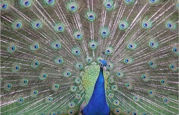 The Pros and Cons for Raising Peafowl