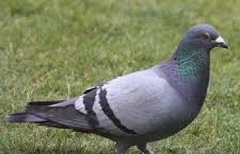 The History and Mating Behavior of Pigeons