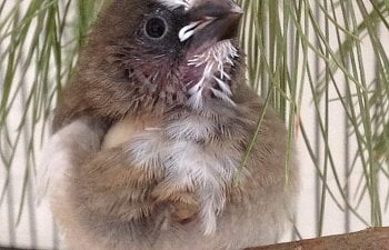 Hand Raising A Society Finch From An Egg - With Pictures