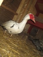 IMG_1624.JPG