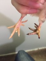 Chickday8a.jpg Chickday8a.jpg