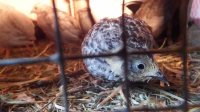 Curious Quail.png