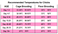 Poultry-Chicks-Brooding-Temperature-Chart.png