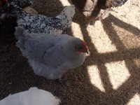 all chickens and kittens 002.JPG