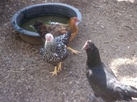 all chickens and kittens 003.JPG