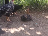 all chickens and kittens 004.JPG