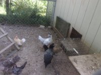 all chickens and kittens 010.JPG