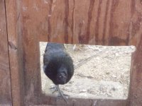 all chickens and kittens 016.JPG