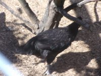 all chickens and kittens 019.JPG
