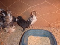 all chickens and kittens 022.JPG