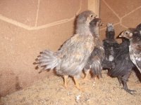 all chickens and kittens 023.JPG