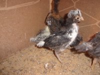 all chickens and kittens 024.JPG