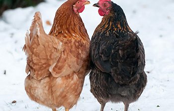 two-hens-beak-to-beak-outside-winter.jpg