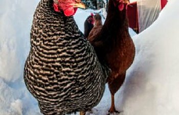 AOE-Chicken-in-Snow2.jpg