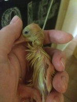 hatched.jpg