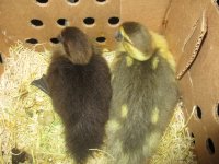 IMG_1654.JPG