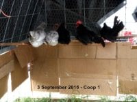 16sep3chix180845.jpg