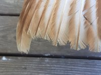 frayed wing edges.JPG frayed wing edges.JPG
