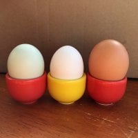 normal egg.jpg normal egg.jpg