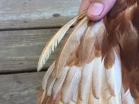 out of place wing feather.JPG out of place wing feather.JPG