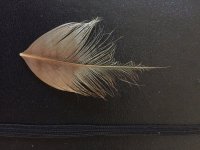 single trimmed tail feather.JPG single trimmed tail feather.JPG