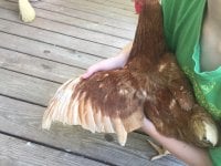 total wing.JPG total wing.JPG
