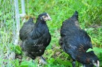 2 Marans.jpg