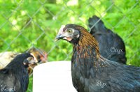 French Marans.jpg