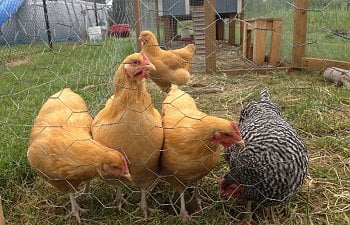 Meet my 5 hens!