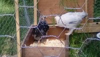 IMG_20170610_172235.jpg