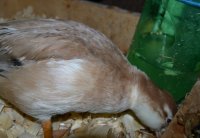 Crash re-wetting her bedding 2.jpg