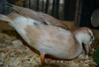 Crash re-wetting her bedding.jpg