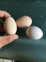 eva egg.jpg