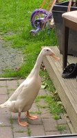 WP_20170611_11_25_45_Pro.jpg