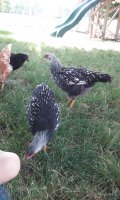 20170610_110652.jpg 20170610_110652.jpg