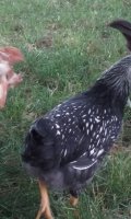 20170610_110737.jpg 20170610_110737.jpg