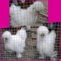 PhotoGrid_1497285924078.jpg