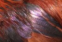 IMG_9272.JPG
