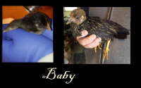 BabyBA.png BabyBA.png