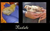 TizdaleBA.png TizdaleBA.png