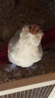 Floof.jpg Floof.jpg